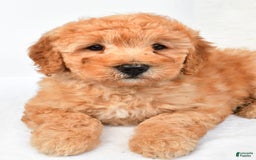 Mini Goldendoodle dogs for sale: Theo - Image 1