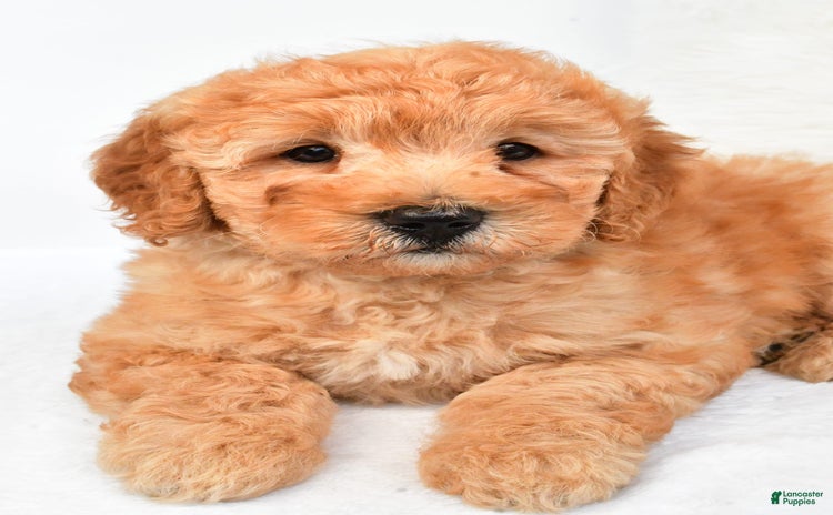 Mini Goldendoodle dogs for sale - Ad 3