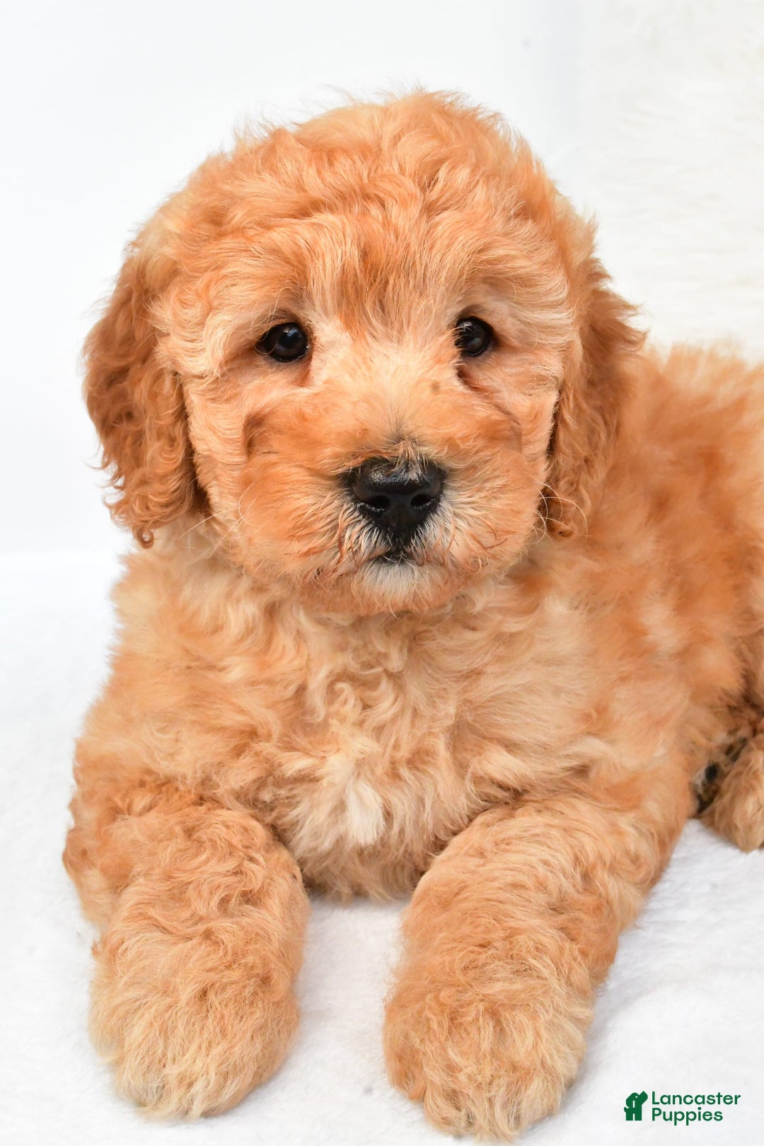 Mini Goldendoodle dogs for sale: Theo - Image 1