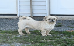 Malshi dogs for sale: Christopher - Image 7