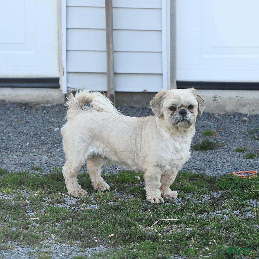 Malshi dogs for sale: Christopher - Image 7