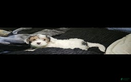 Morkie dogs for sale: Hercules - Image 12