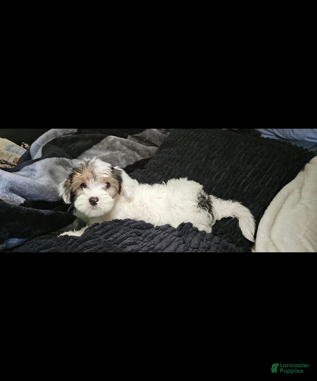 Morkie dogs for sale: Hercules - Image 12