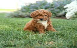 Toy Poodle dogs for sale: Espresso - Image 4