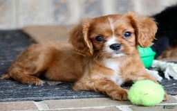 Cavalier King Charles Spaniel dogs for sale: Louie - Image 2