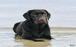 Labrador Retriever dogs for sale: Labrador Retriever 3 puppies - Image 23
