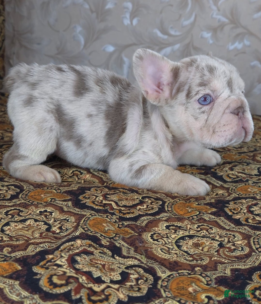 French Bulldog dogs for sale: Xs Rio - Image 5