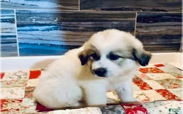 Great Pyrenees dogs for sale: Reba - Image 1