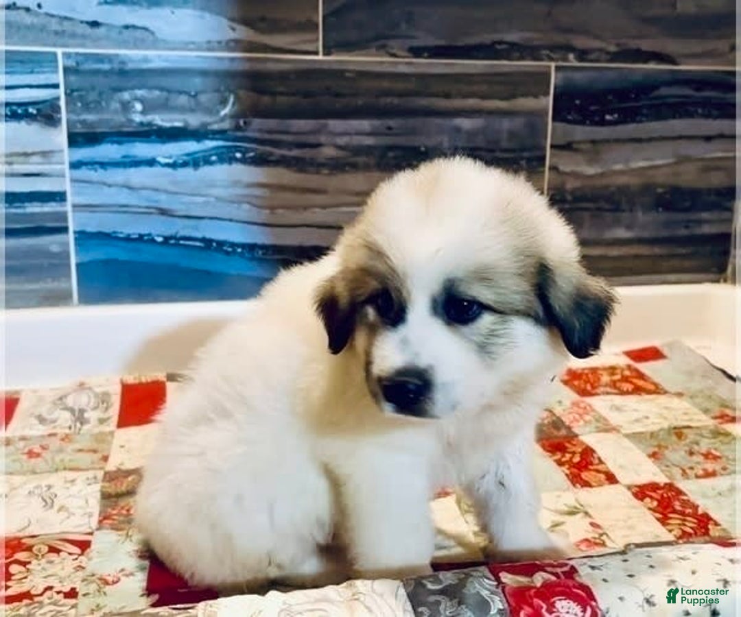 Great Pyrenees dogs for sale: Reba - Image 1