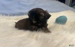 Shih Tzu dogs for sale: Butterfly Blue - Image 3