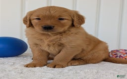 Golden Retriever dogs for sale: Porter - Image 16
