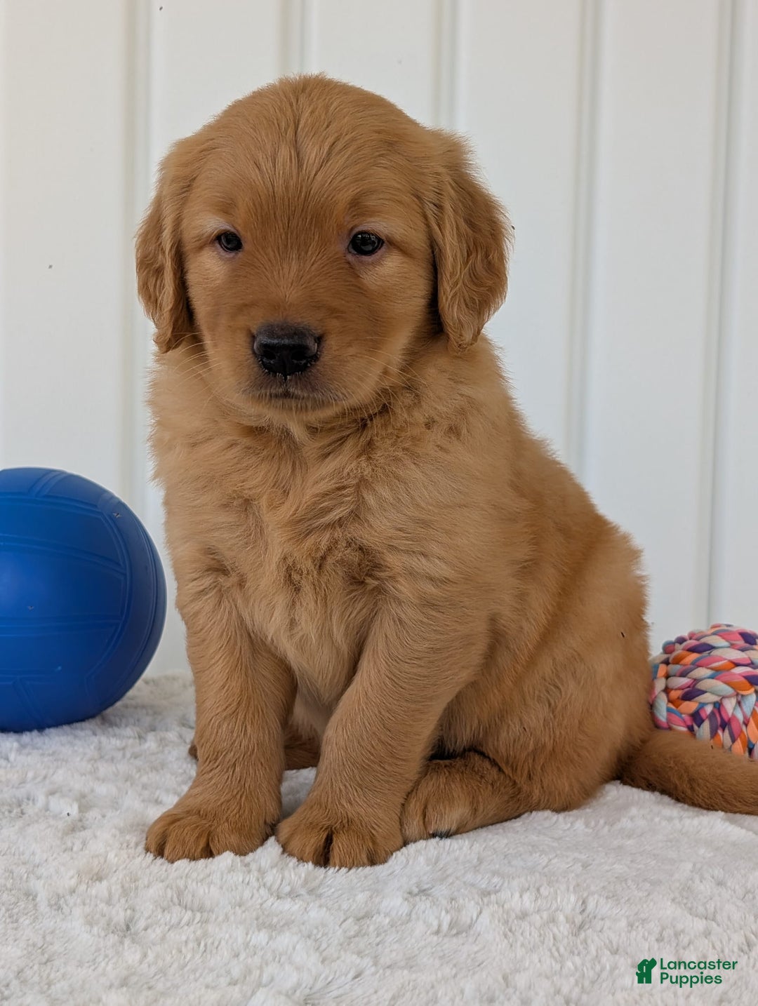 Golden Retriever dogs for sale: Porter - Image 16