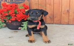 Doberman Pinscher dogs for sale: Doberman Pinscher 3 puppies - Image 13