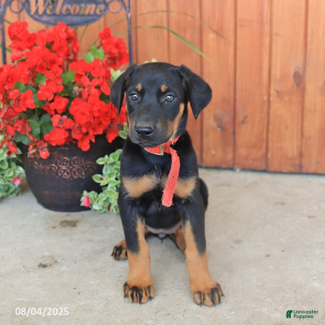 Doberman Pinscher dogs for sale: Doberman Pinscher 3 puppies - Image 13