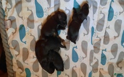 Miniature Schnauzer dogs for sale: Girl3 - Image 13