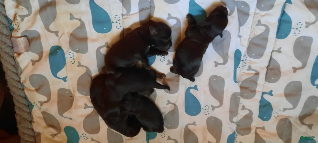Miniature Schnauzer dogs for sale: Girl3 - Image 13