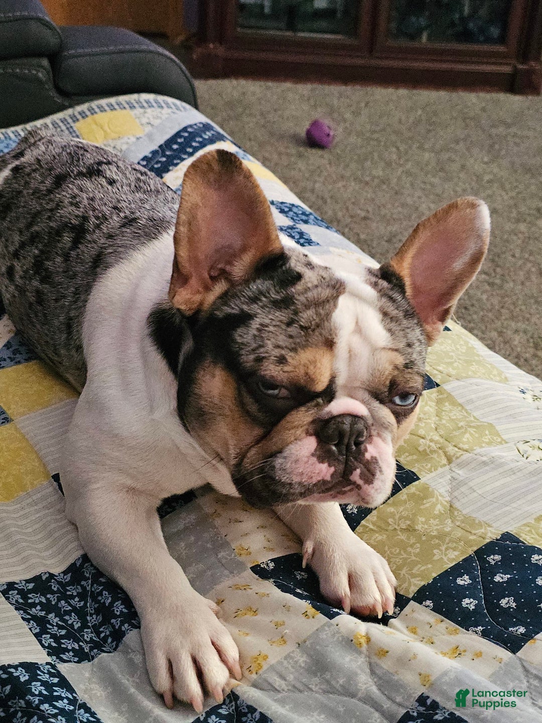 French Bulldog dogs for sale: Chocolate - Image 11