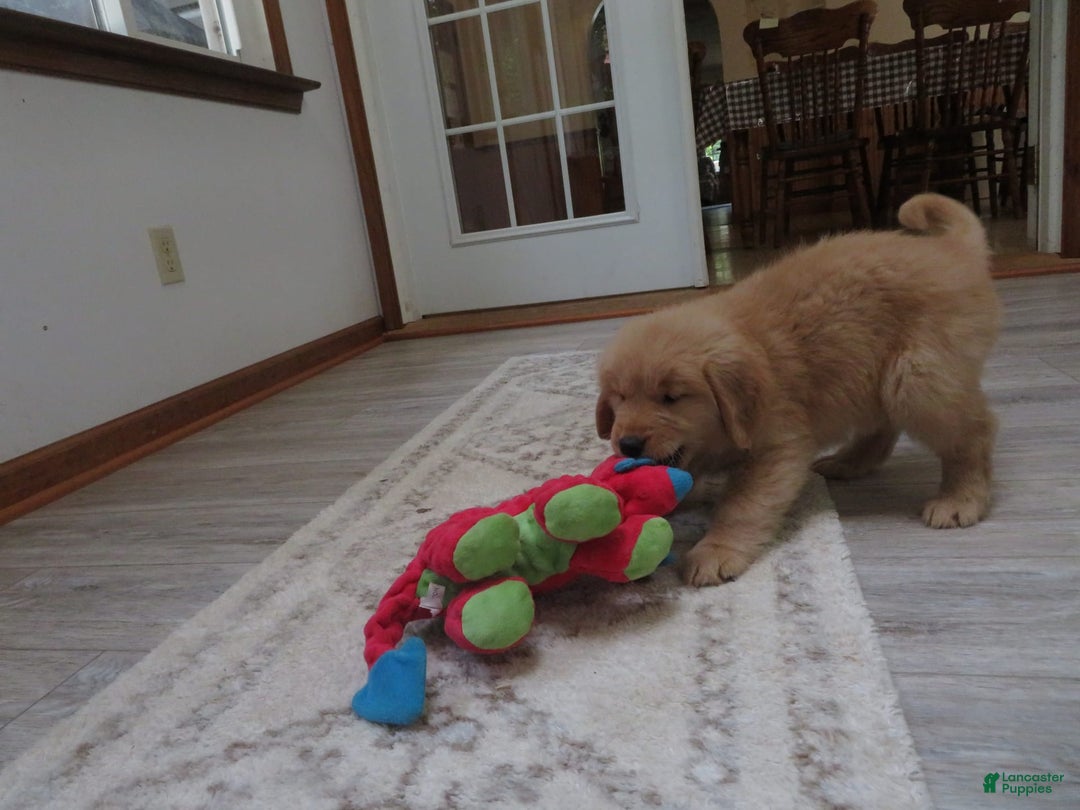 Golden Retriever dogs for sale: Starburst - Image 40