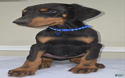 Doberman Pinscher dogs for sale: Samson - Image 2