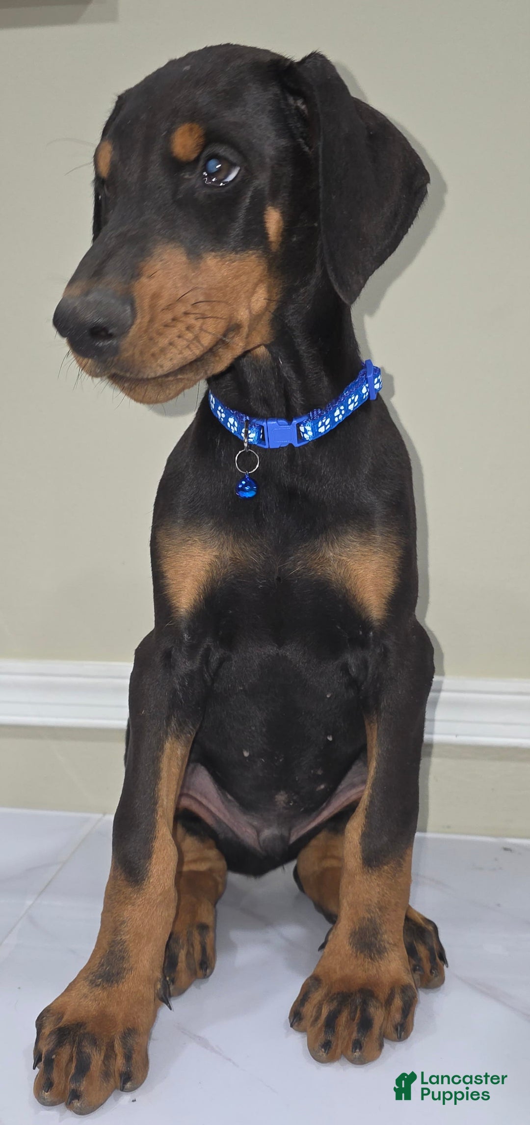 Doberman Pinscher dogs for sale: Samson - Image 2