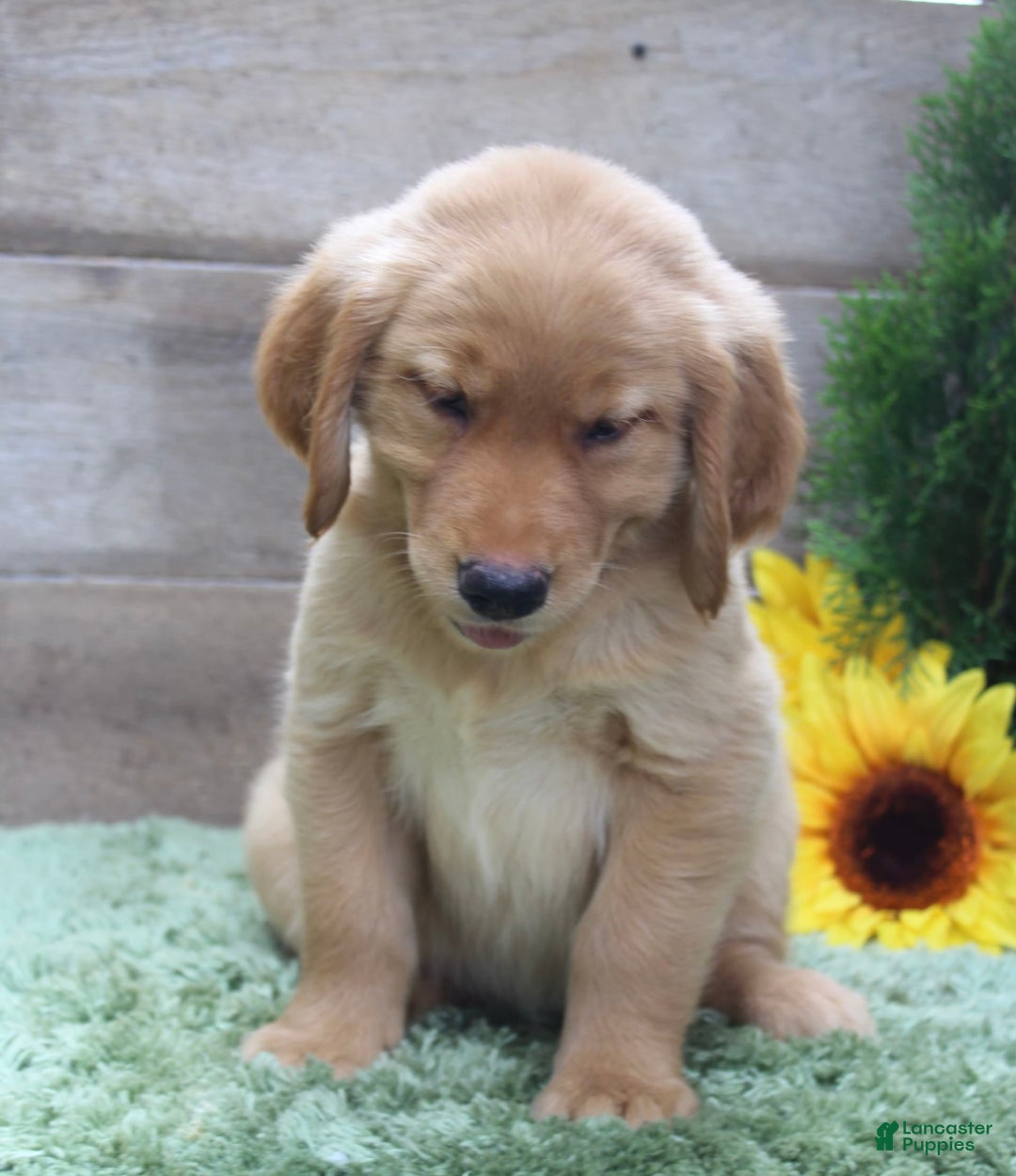 Golden Retriever dogs for sale: Mitsy - Image 6