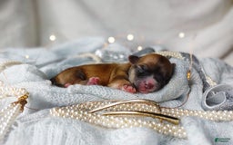 Morkie dogs for sale: Rare Babydoll Spark - Image 3