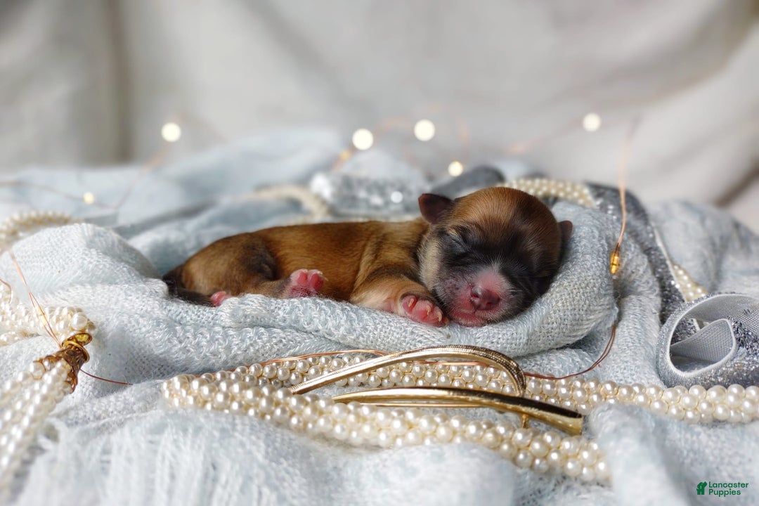 Morkie dogs for sale: Rare Babydoll Spark - Image 3