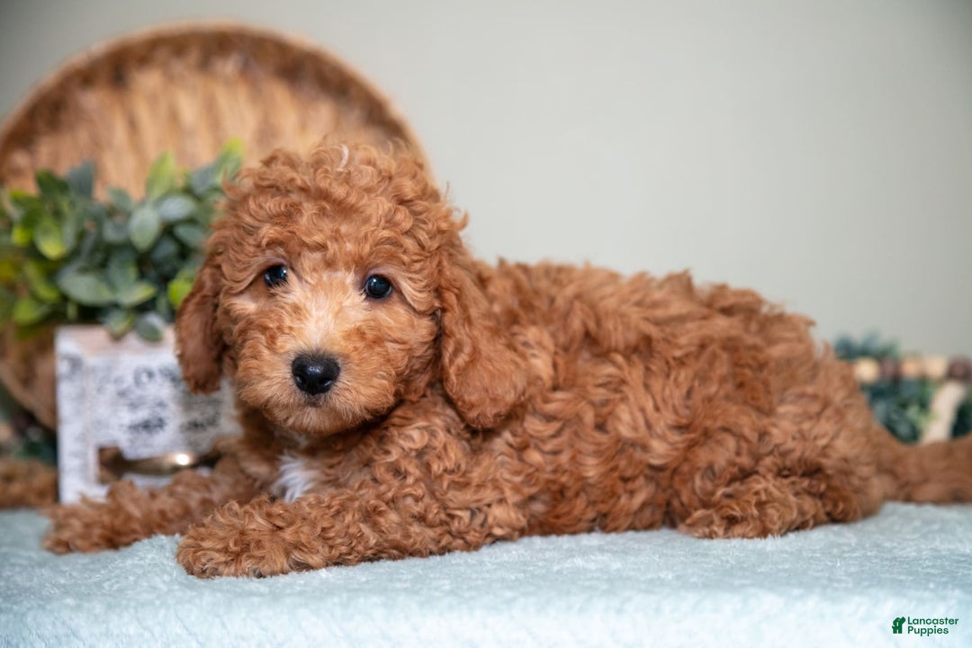 Cavapoo dogs for sale: Greg - Image 5