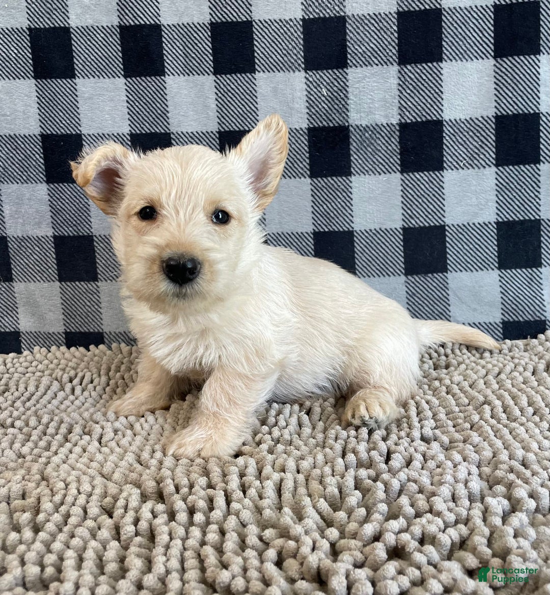 Scottish Terrier dogs for sale: Mason - Image 3