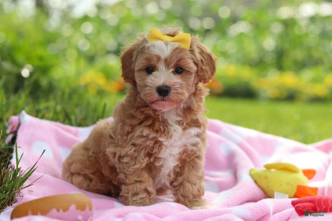 Havapoo dogs for sale: Remi - Image 11