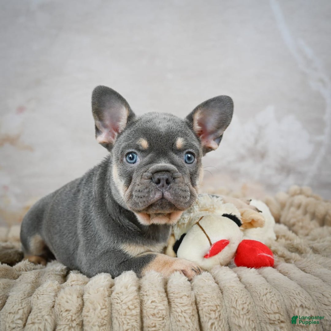 French Bulldog dogs for sale: Ivy - Image 3