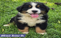 Bernese Mountain Dog dogs for sale: Bluie - Image 1
