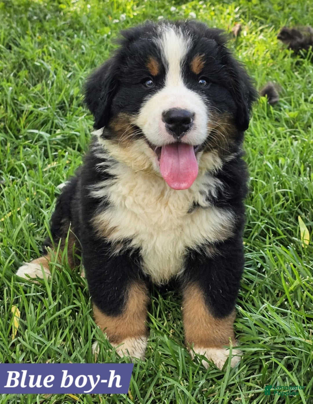 Bernese Mountain Dog dogs for sale: Bluie - Image 1