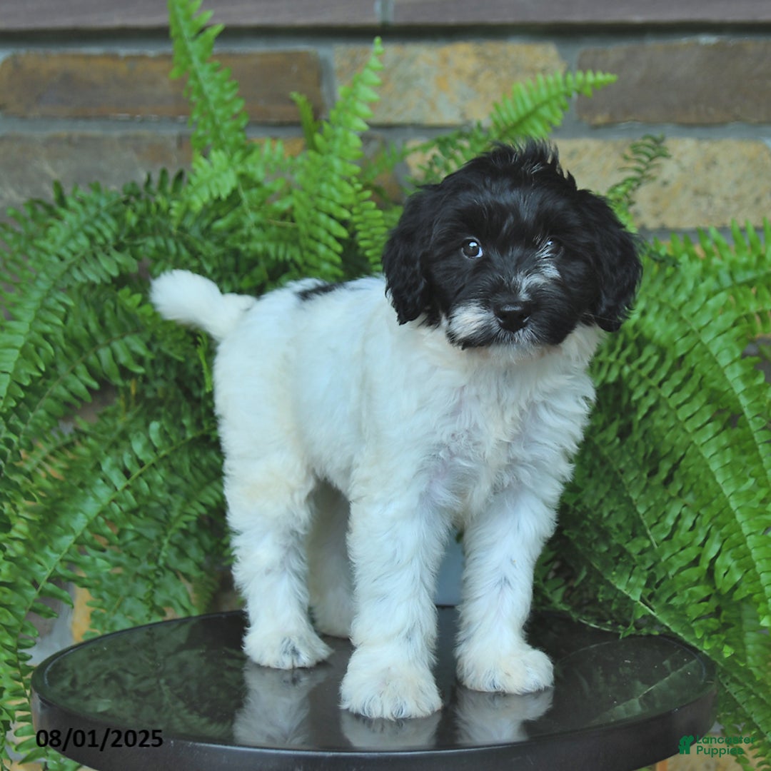 Mini Aussiedoodle dogs for sale: Cassy - Image 4