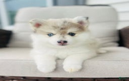 Pomsky dogs for sale: Cardinal - Image 1