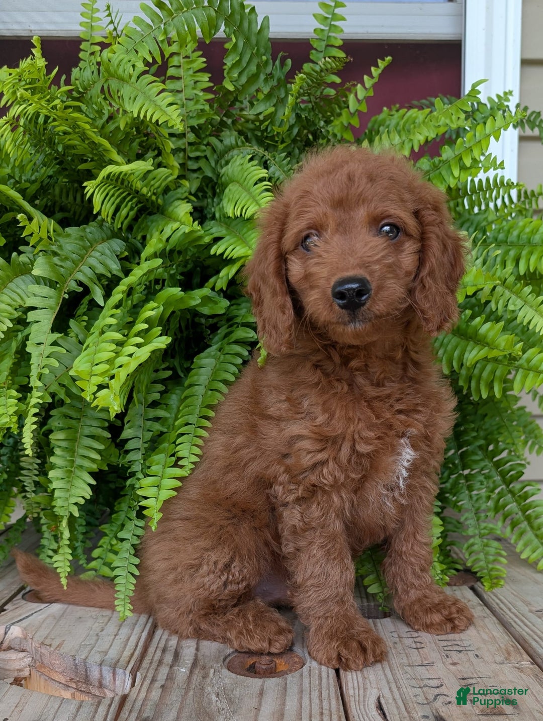 Mini Goldendoodle dogs for sale: Mini -coner - Image 52