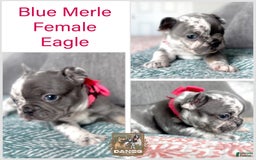 French Bulldog dogs for sale: Eagle Blue Merle Female - Image 2