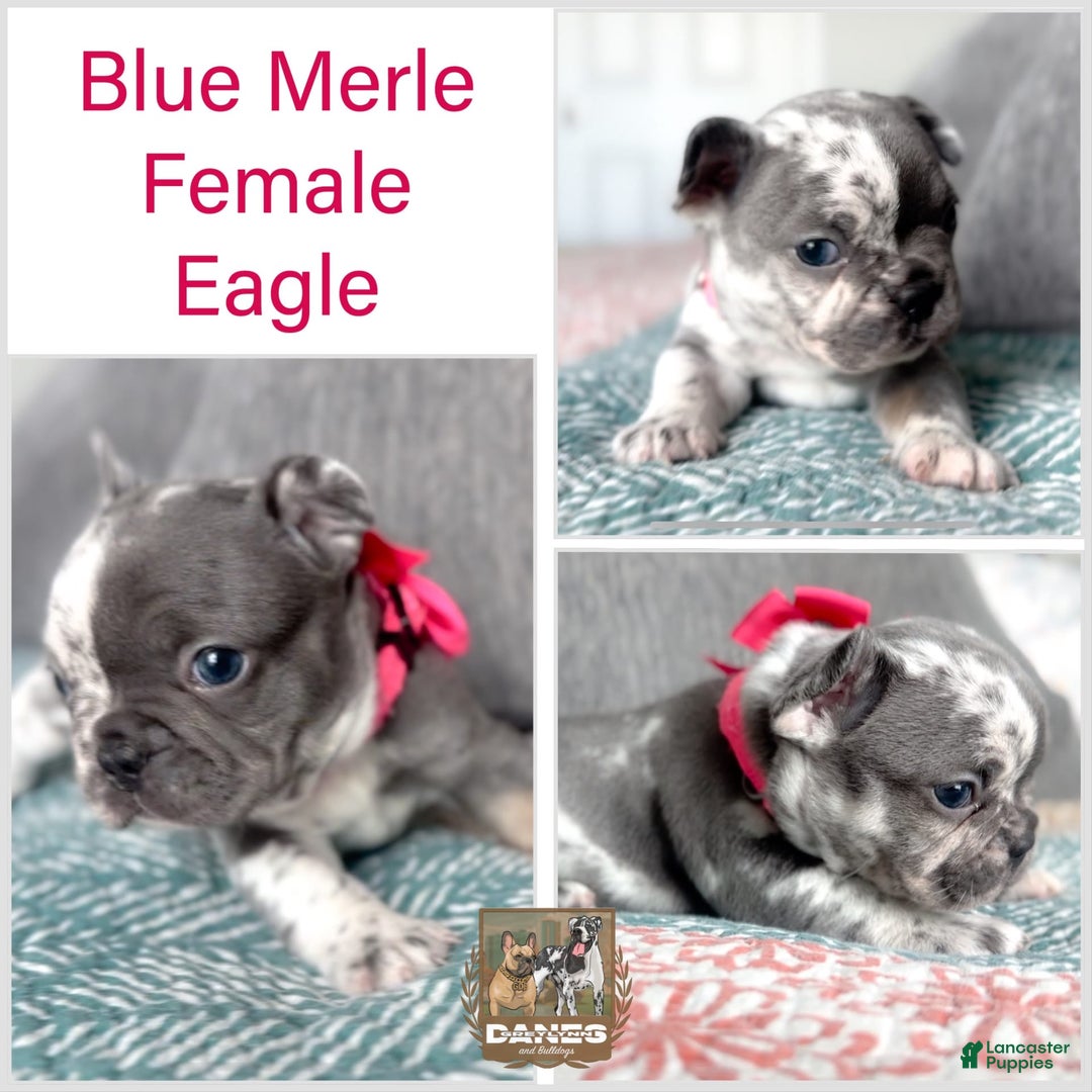 French Bulldog dogs for sale: Eagle Blue Merle Female - Image 2