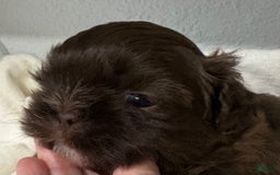 Shih Tzu dogs for sale: Kaylee - Image 25