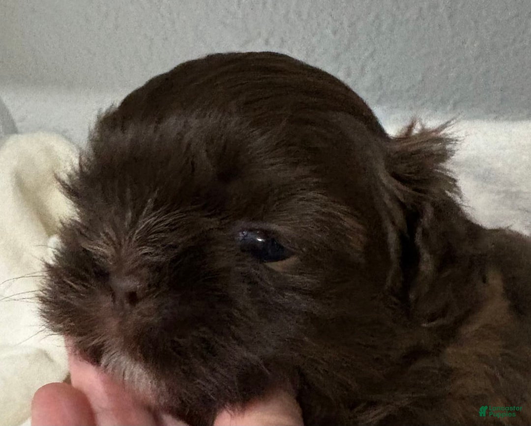 Shih Tzu dogs for sale: Kaylee - Image 25