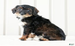 Miniature Poodle dogs for sale: Kammy - Image 6