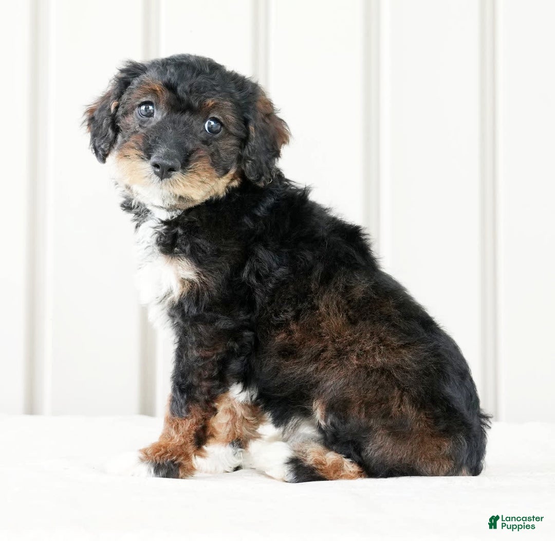 Miniature Poodle dogs for sale: Kammy - Image 6