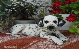 Dalmatian dogs for sale: Heidi - Image 2