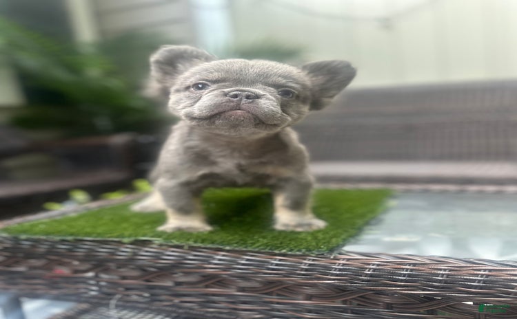 French Bulldog dogs for sale - Ad 1