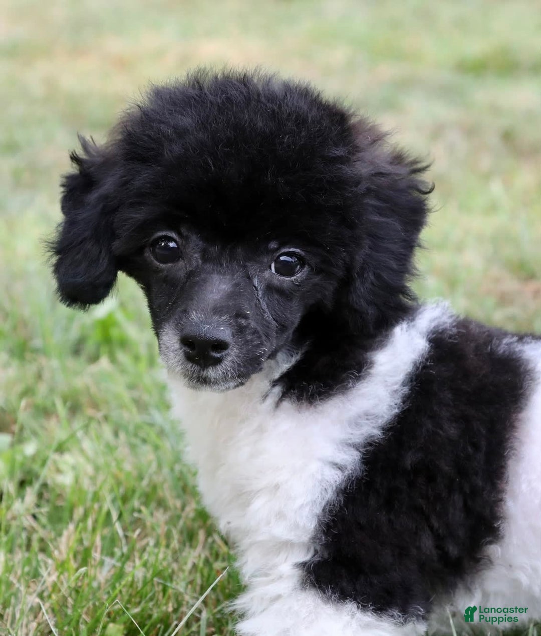 Miniature Poodle dogs for sale: Nugget - Image 6