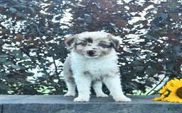 Aussiedoodle dogs for sale: Sage - Image 1
