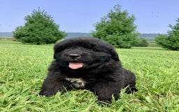 Newfoundland dogs for sale: Dallas - Image 3