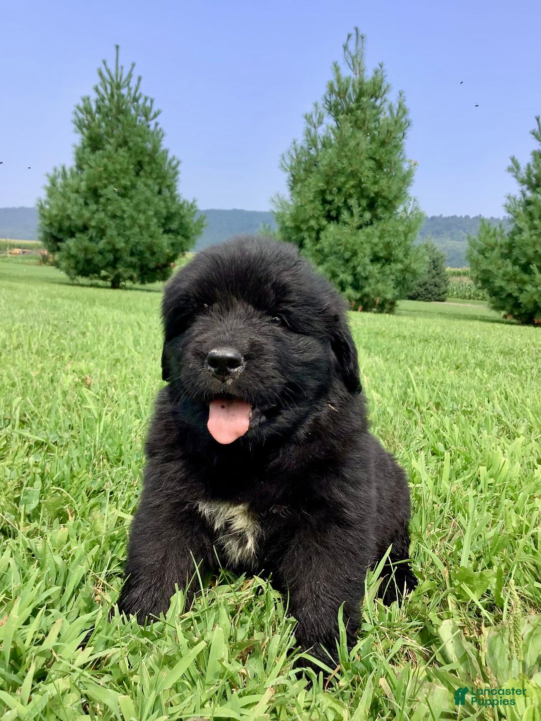 Newfoundland dogs for sale: Dallas - Image 3