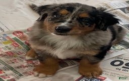Australian Shepherd dogs for sale: Wyatt Earp - Image 7