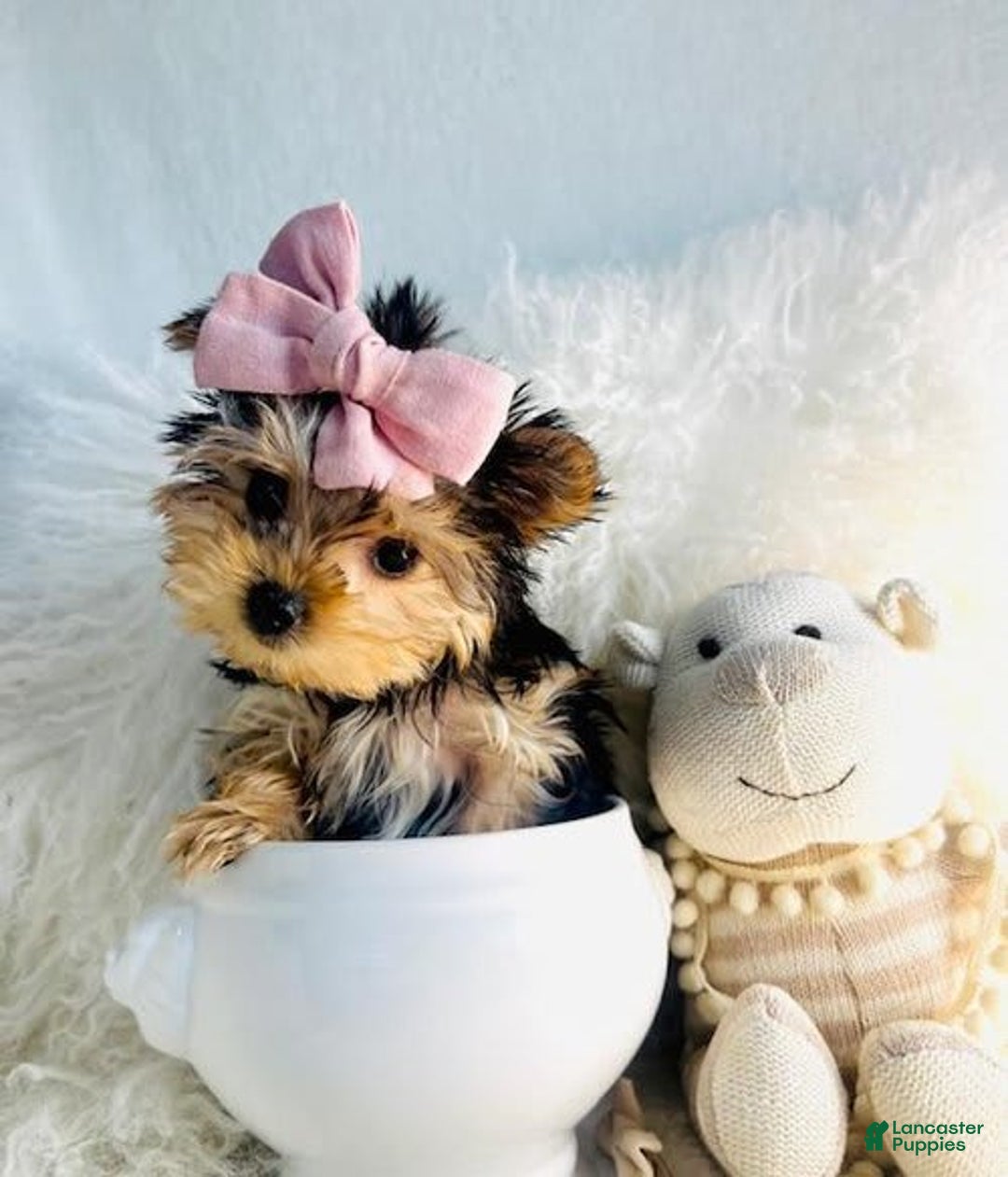 Morkie dogs for sale: Marlene - Image 1